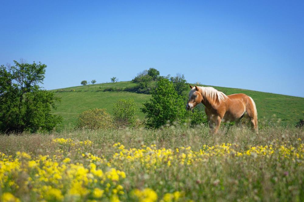 cheval dans un pre