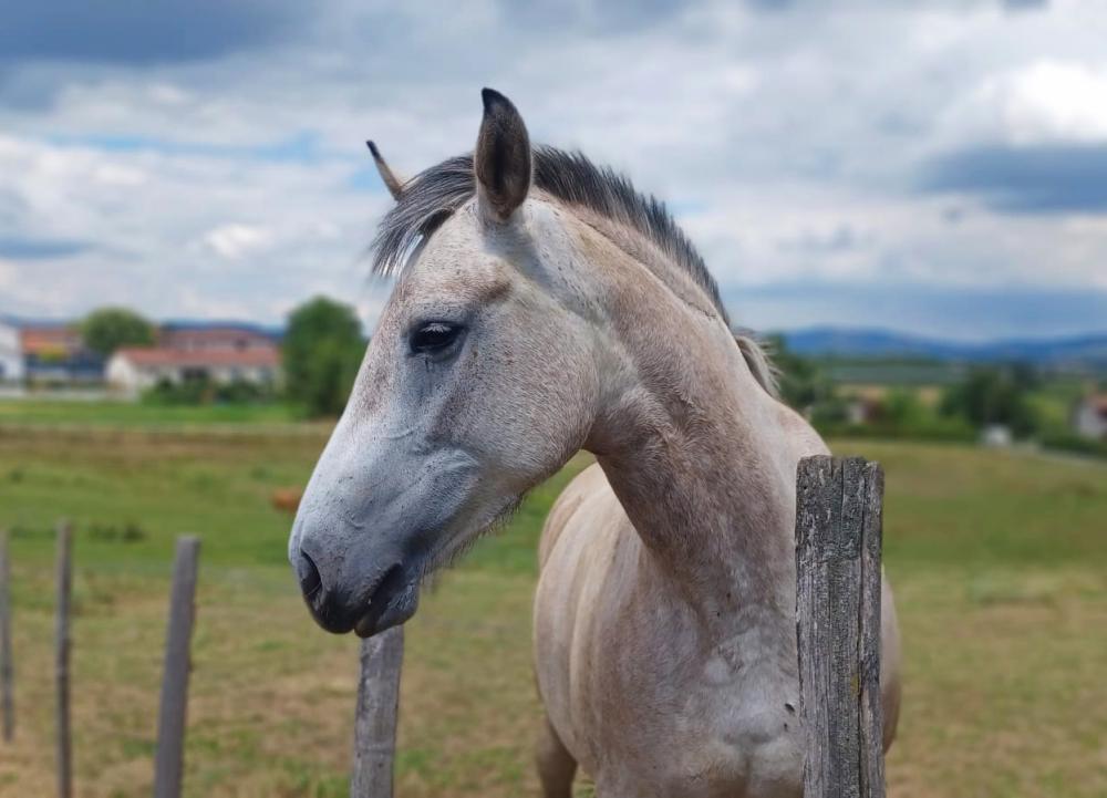 un cheval dans son pre.jpeg