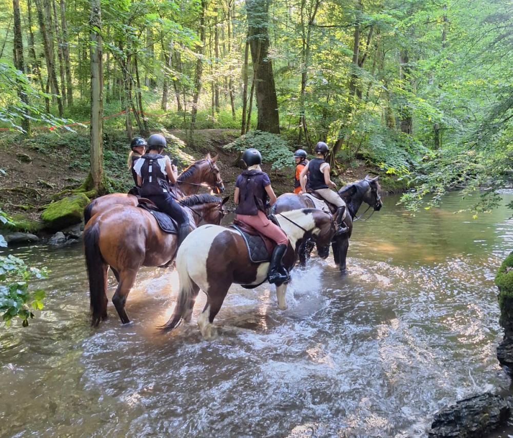 chevaux dans la riviere